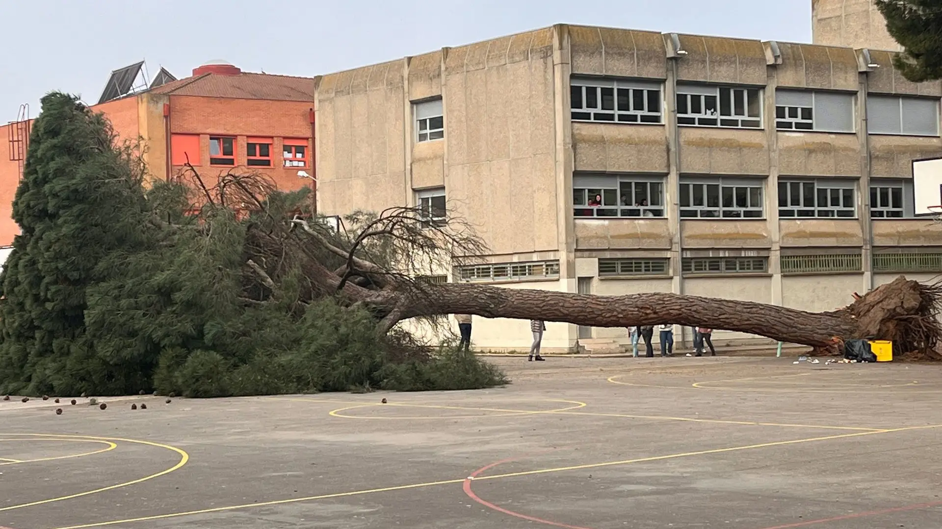 Un pino de 20 metros cae sobre el patio del colegio Alonso Berruguete en Valladolid