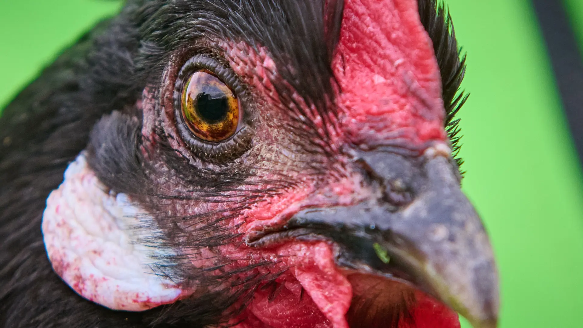 Objetivo, salvar a la gallina castellana negra: «Necesita muchísimos menos cuidados que un gato o un perro»