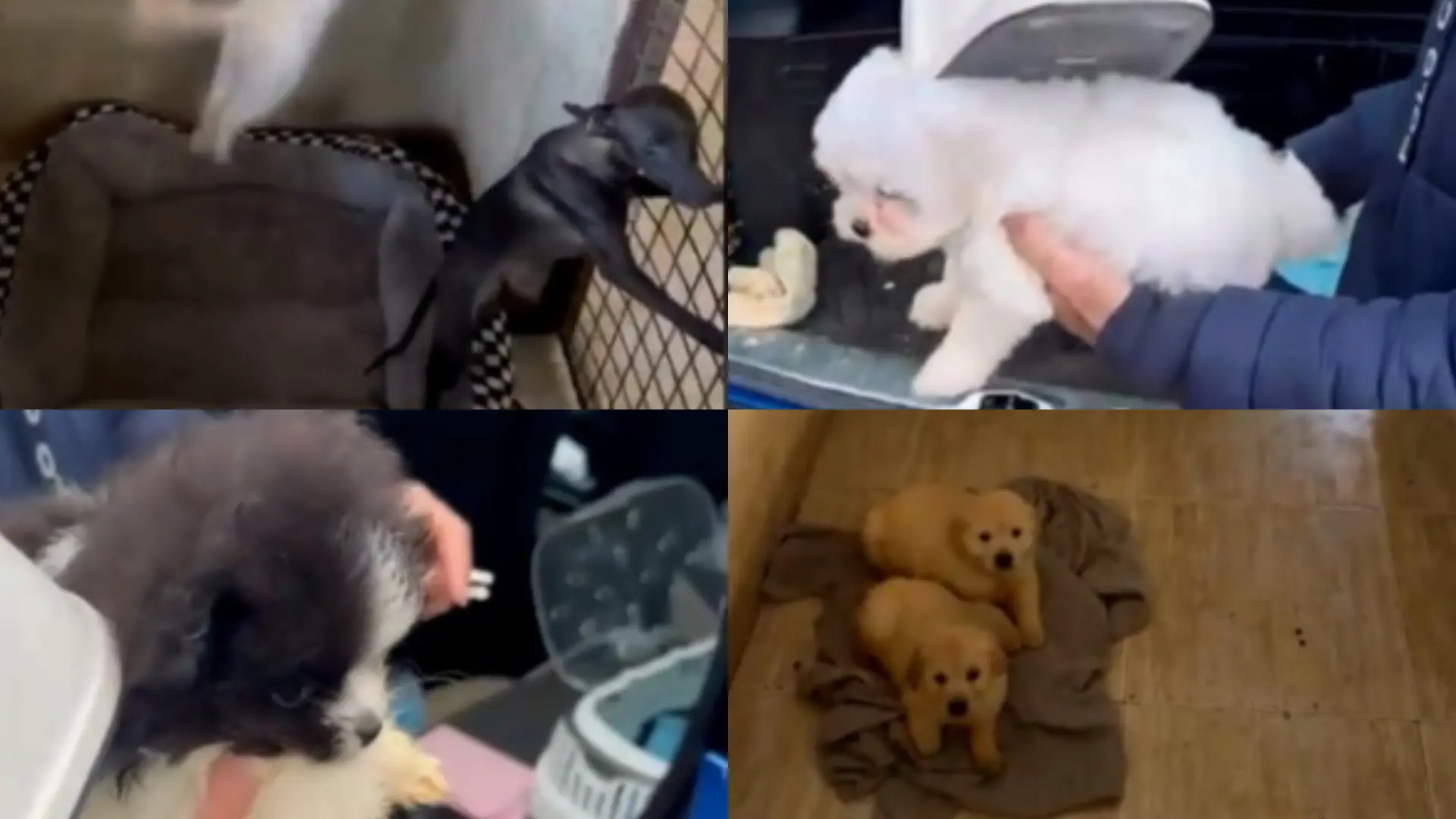 Desarticulada una red criminal de venta de cachorros irregular en Ávila: hay nueve investigados y más de 600 afectados