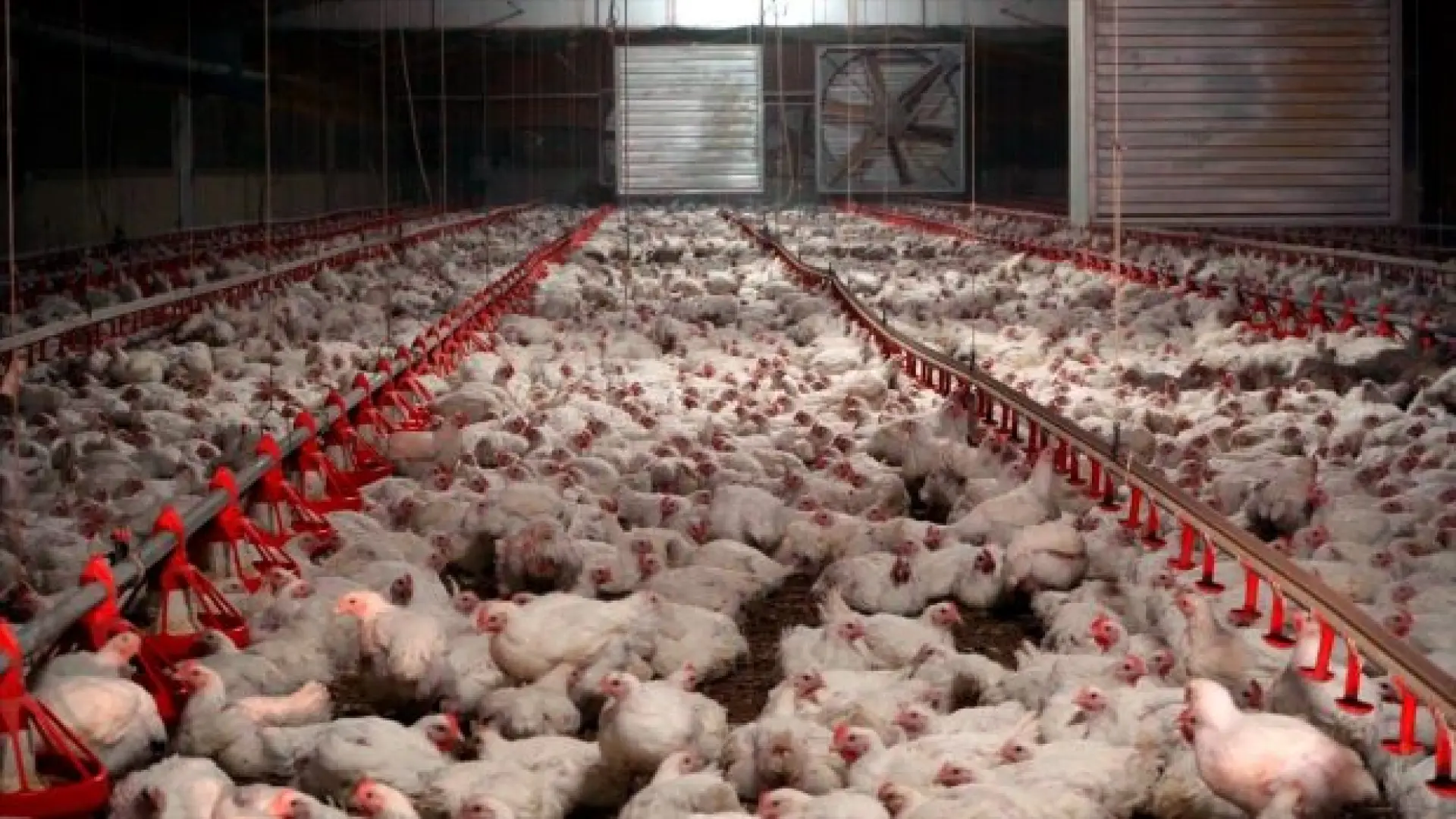 Sacrifican en una granja de Valladolid a 24.000 pollos de engorde que padecían la enfermedad de Newcastle