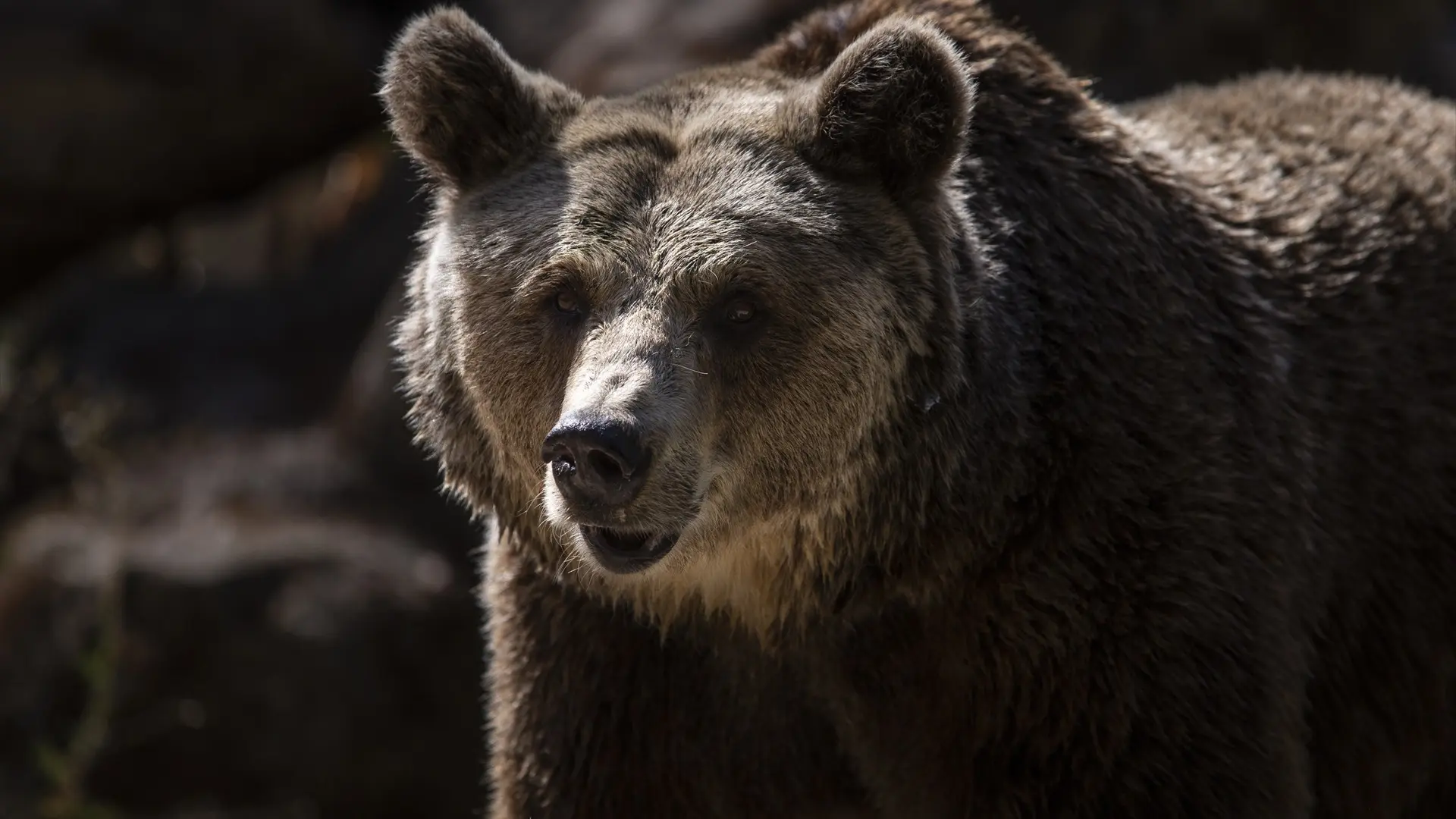Muere un oso joven atropellado por un turismo en plena Montaña Palentina
