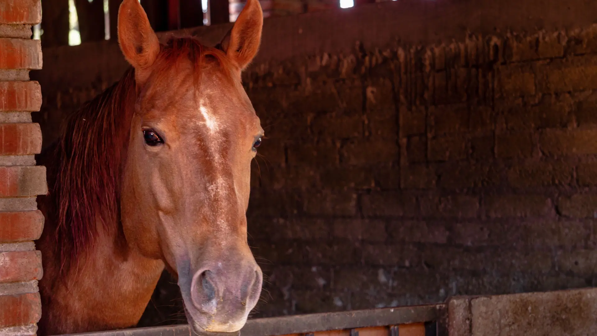 Cancelado el sorteo de una potra en la Feria del Caballo de Medina de Rioseco tras una denuncia de Pacma