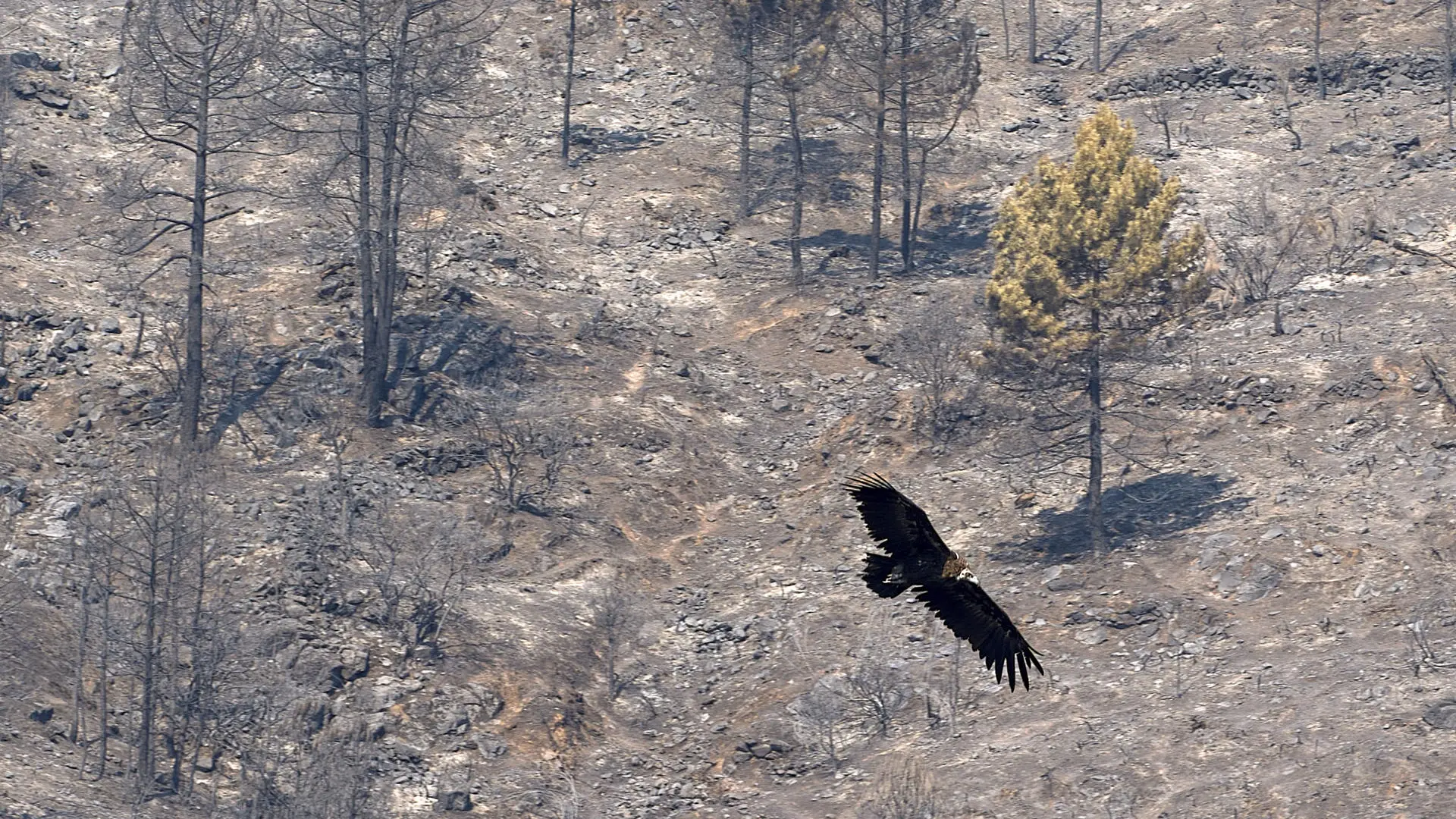 El incendio de Ávila no avanza «un centímetro» pero harán falta «muchos días» para estabilizarlo
