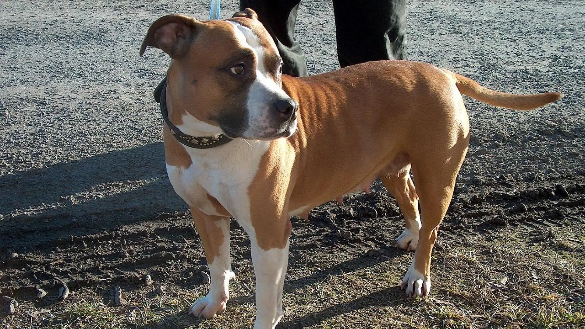 Una bebé de 10 meses sufre graves heridas en la cara tras ser atacada por el perro de la familia en Palencia