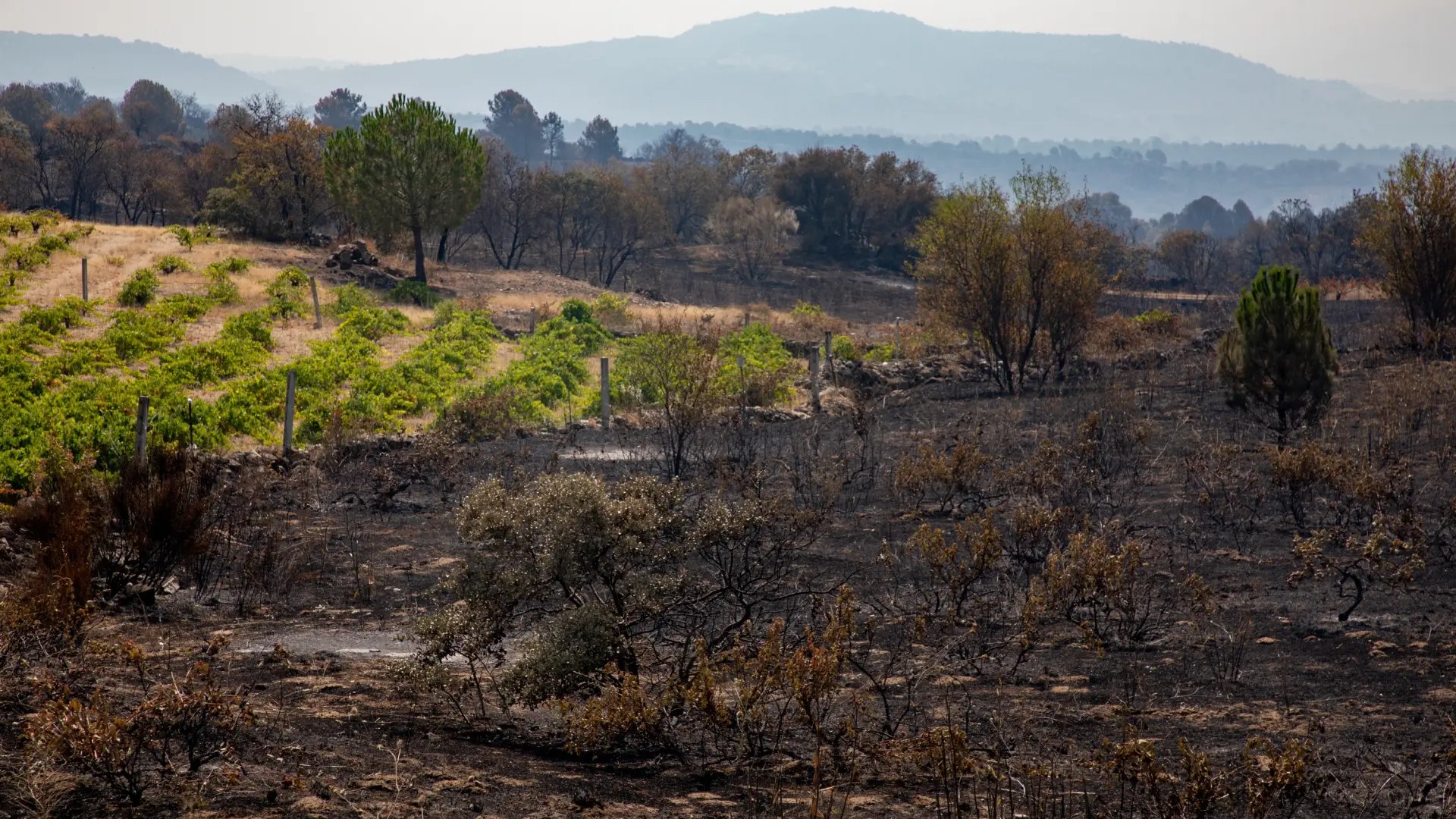 Castilla y León denuncia un intento de fraude para recabar información de ciudadanos afectados por incendios en Ávila