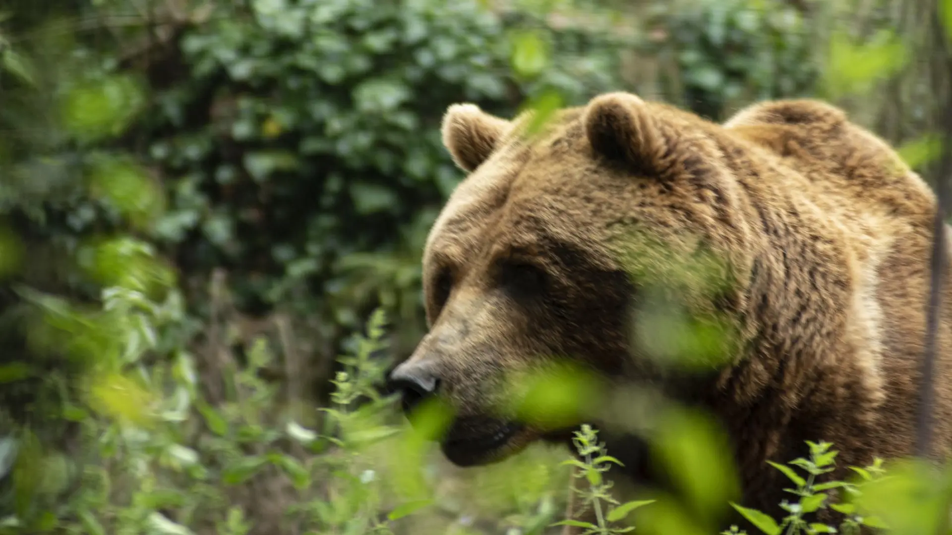 Hallan muerto en León a un ejemplar de oso pardo y detectan el atropello de otro